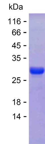 The purified product was run on 15% SDS-