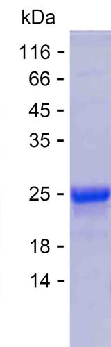 The purified product was run on 15% SDS-