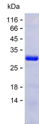The purified product was run on 15% SDS-