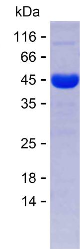 The purified product was run on 15% SDS-