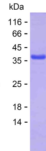 The purified product was run on 15% SDS-