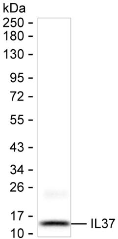 25 ng of recombinant human IL37 (Cat. PP