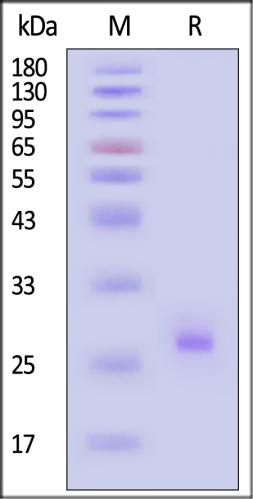 Human Matriptase / ST14 Catalytic Domain
