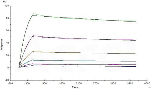 Human VEGF165 Protein, His Tag