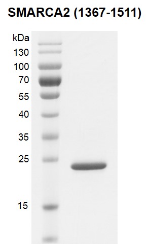 Recombinant SMARCA2 / BRM (1367-1511) pr