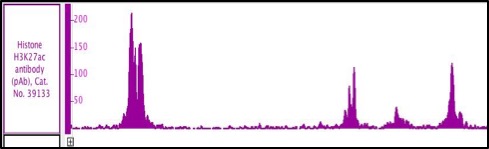 Histone H3K27ac antibody (pAb)