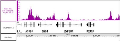 Histone H3ac (pan-acetyl) antibody (pAb)