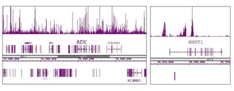 Histone H3K9me3 antibody (pAb)