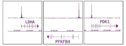 HIF-1 alpha antibody (pAb)