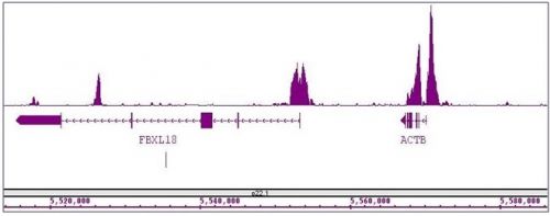 Histone H3K4me2 antibody (mAb) (Clone MA