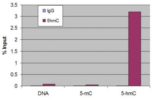 5-Hydroxymethylcytosine (5-hmC) antibody
