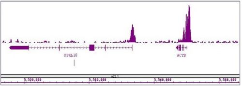 Histone H3K4me3 antibody (mAb) (Clone MA
