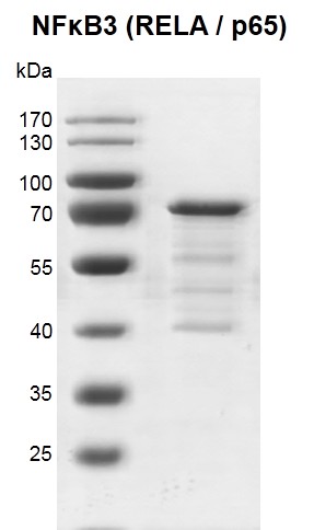 Recombinant NFkB3 (RELA / p65) protein