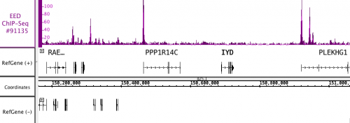 AbFlex EED antibody (rAb)