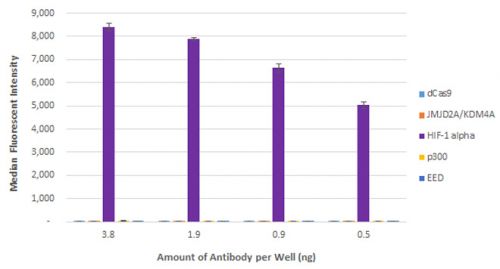 AbFlex HIF-1 alpha antibody (rAb)