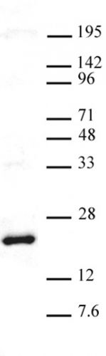 AbFlex Histone H3K27me3 antibody (rAb)