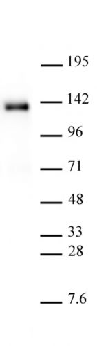 AbFlex His-Tag antibody (rAb)