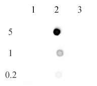 AbFlex 5-methylcytosine antibody (rAb)