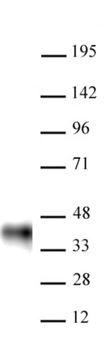 AbFlex BMI-1 antibody (rAb)