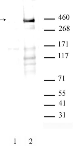AbFlex ATM phospho Ser1981 antibody (rAb