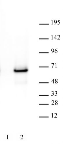 AbFlex c-Myc antibody (rAb)