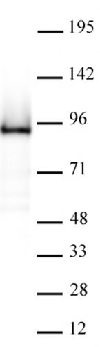 AbFlex Rad21 antibody (rAb)