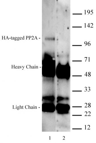 AbFlex HA-Tag antibody (rAb)