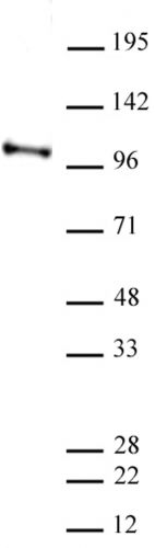 AbFlex CHD3 antibody (rAb)