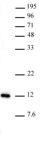 AbFlex Histone H4K20me1 antibody (rAb)