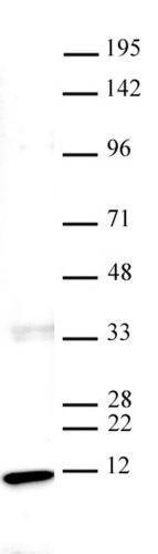 AbFlex Histone H4 antibody (rAb)