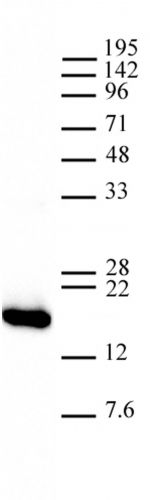 AbFlex Histone H3, C-terminal antibody (
