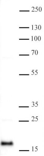 AbFlex Histone H2A antibody (rAb)