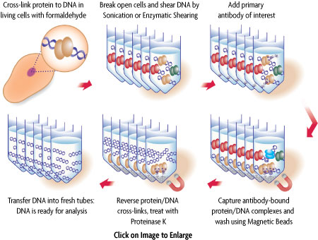 ChIP-IT Express Enzymatic