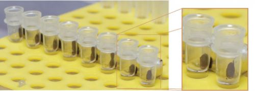 Protein G Agarose Beads