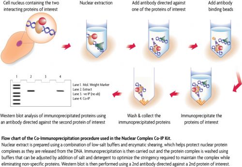 Nuclear Complex Co-IP Kit