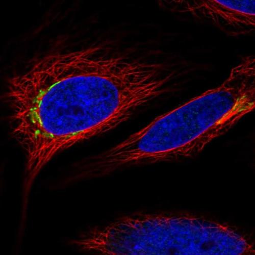 Immunofluorescent staining of human cell
