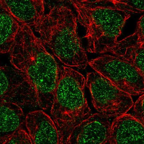 Immunofluorescent staining of human cell