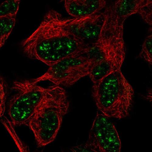 Immunofluorescent staining of human cell