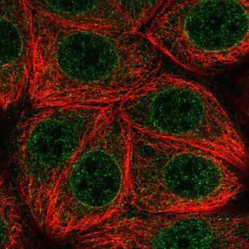 Immunofluorescent staining of human cell