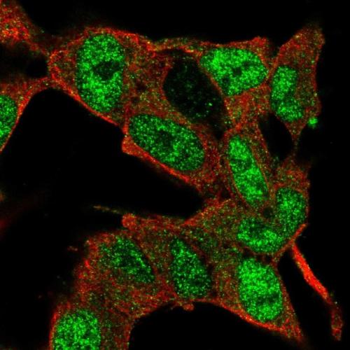 Immunofluorescent staining of human cell