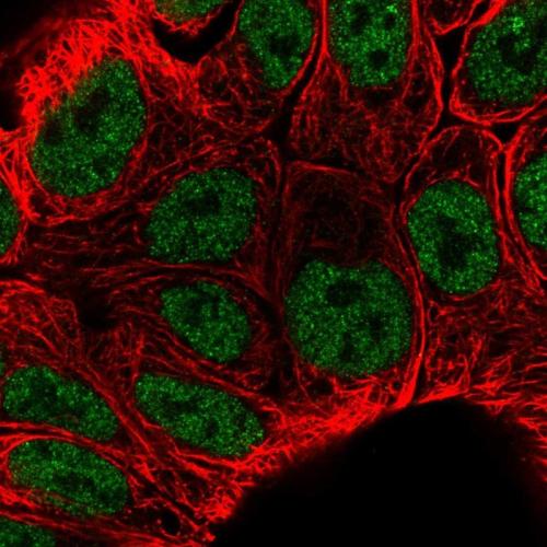 Immunofluorescent staining of human cell