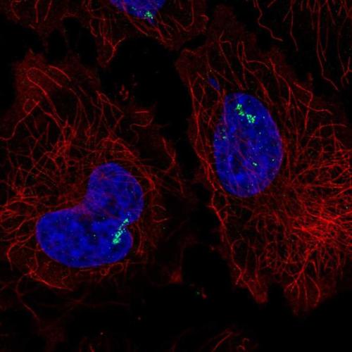 Immunofluorescent staining of human cell