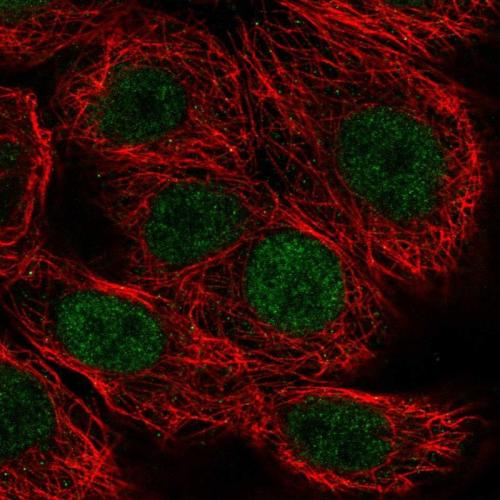 Immunofluorescent staining of human cell