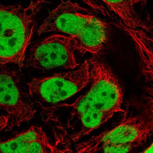 Immunofluorescent staining of human cell