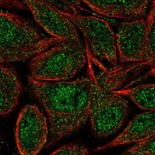 Immunofluorescent staining of human cell