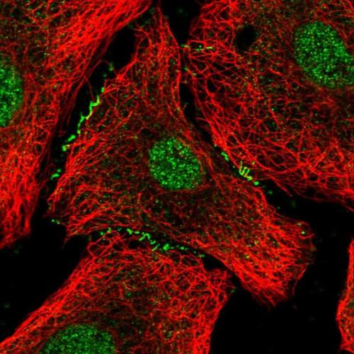 Immunofluorescent staining of human cell