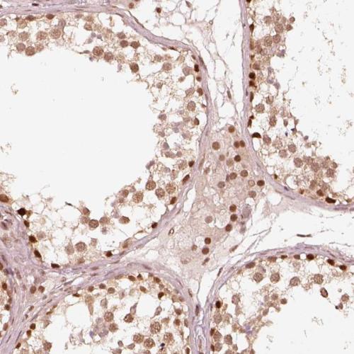 Immunohistochemical staining of human te