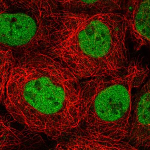 Immunofluorescent staining of human cell
