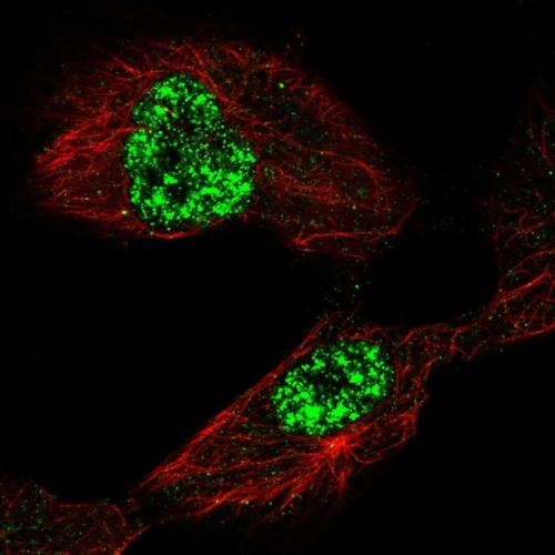 Immunofluorescent staining of human cell