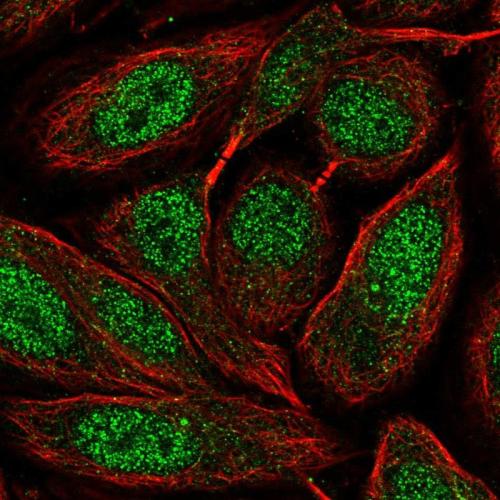 Immunofluorescent staining of human cell